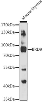 Western Blot: BRD9 AntibodyAzide and BSA Free [NBP3-04971]